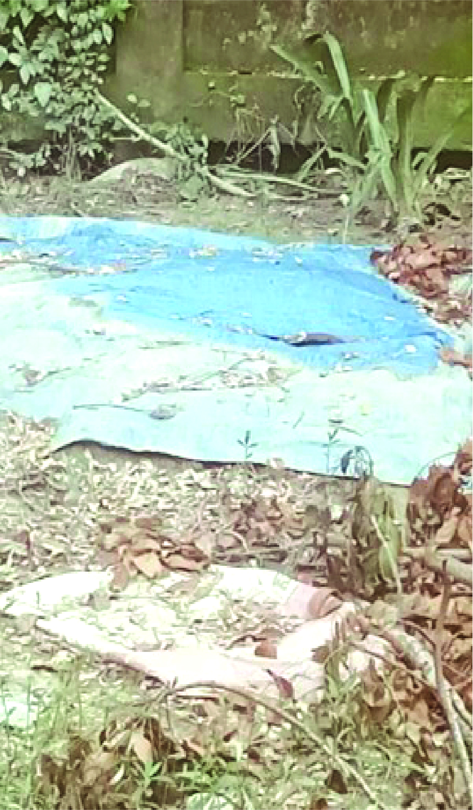 Image of শাখাওয়াত হোসেন শাহাদাত